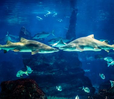 Shark swimming in large sea water aquarium