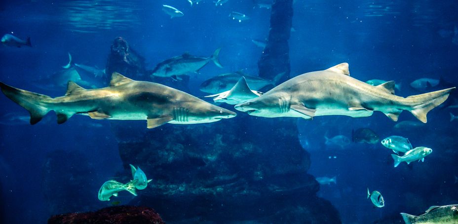 Shark swimming in large sea water aquarium