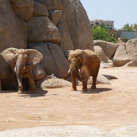 Bioparc de Valence