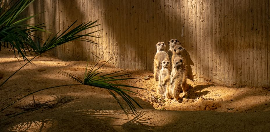 Les animaux du zoo de Barcelone