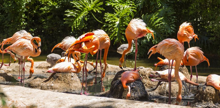 Flamingos in a Waterbody