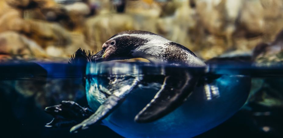 Pingouins à l'Aquarium de Barcelone