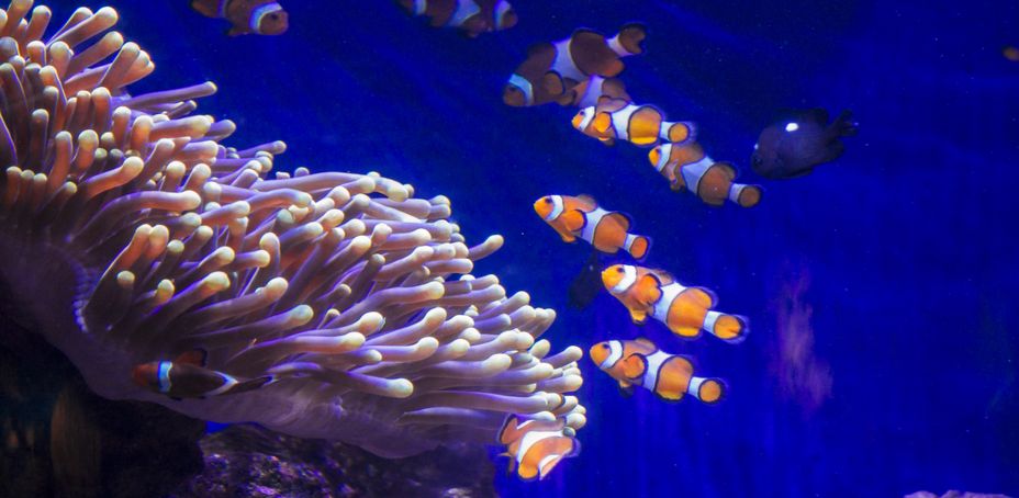 Entrée de l'Aquarium de Barcelone