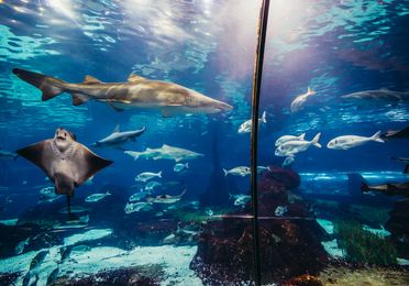 Des requins nagent à l'aquarium de Barcelone