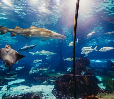 Des requins nagent à l'aquarium de Barcelone