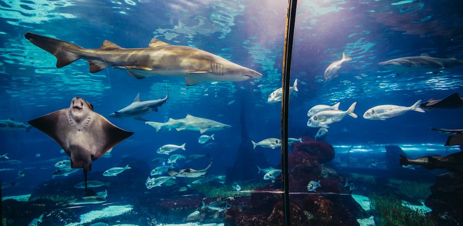 Des requins nagent à l'aquarium de Barcelone