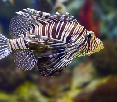 Aquarium de Barcelone