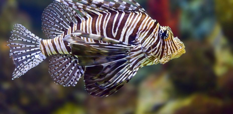 Aquarium de Barcelone