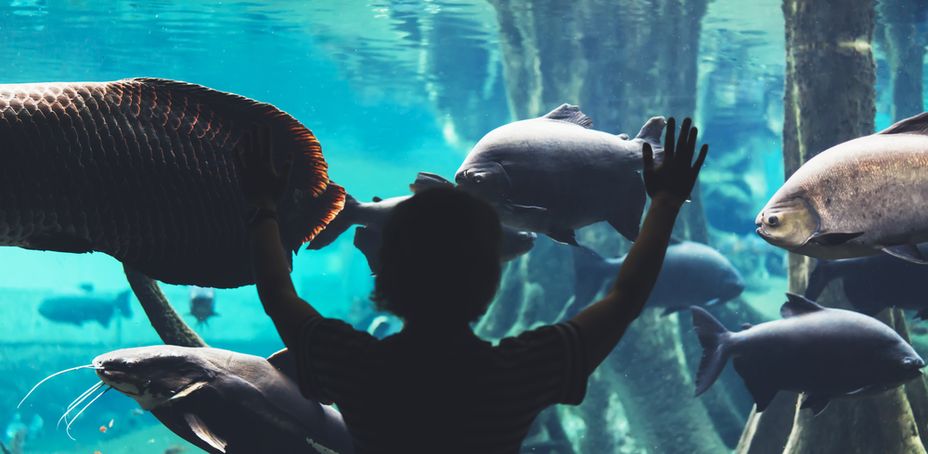 Outline person with raised hands. View from back tourist traveler on background blue sea aquarium.