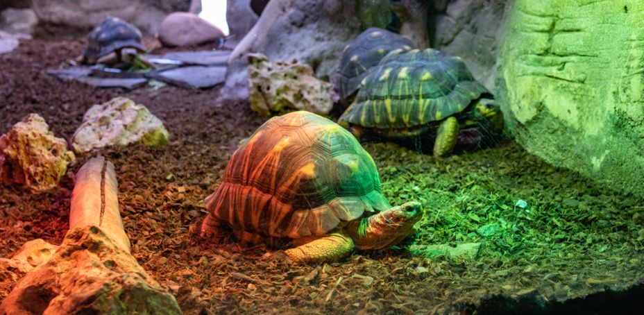 Three turtles swimming in a tank with green plants and rocks.